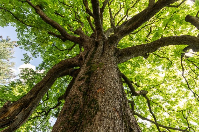 Pomigliano D’Arco, l’associazione “Fare Ambiente”organizza la festa dell’albero nel rispetto della normativa anti covid