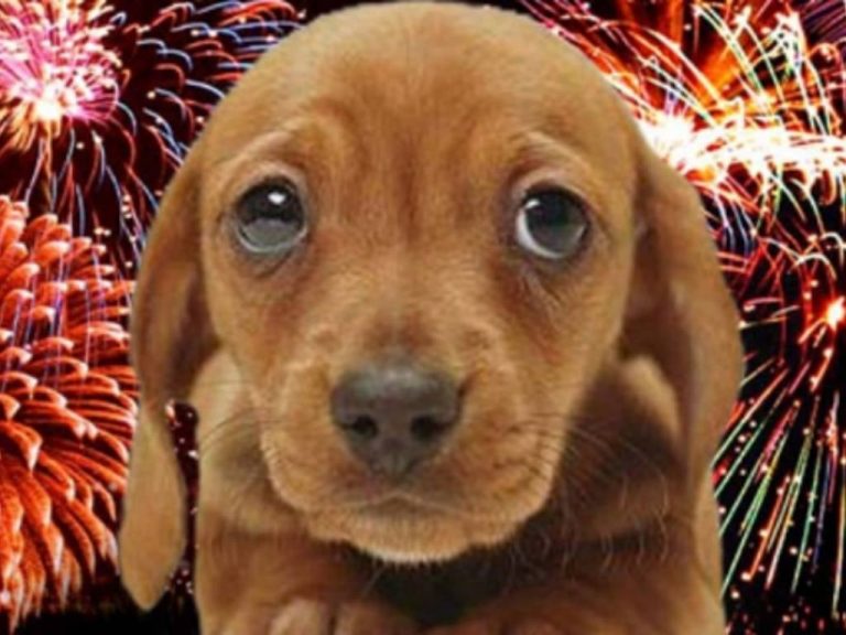Fuochi d’artificio tutte le notti e cuccioli terrorizzati: “E’ un incubo”
