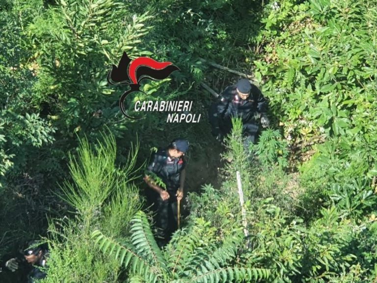 Carabinieri scoprono piantagione di cannabis nella foresta: sequestrati 110 esemplari