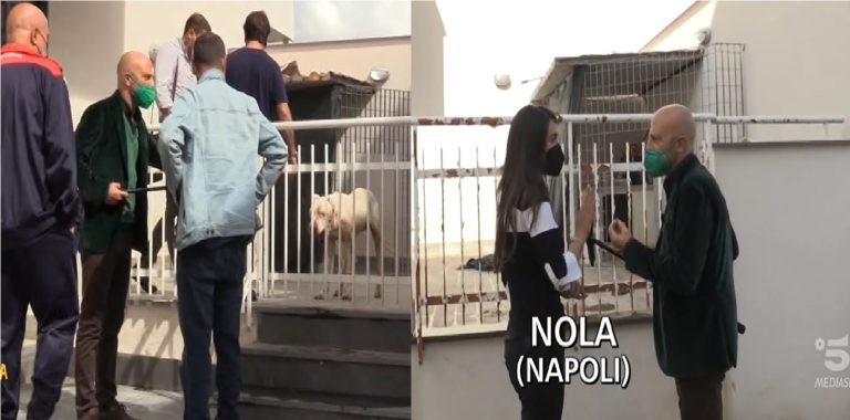 Striscia a Nola per un dogo, frasi choc ad Abete: “Fanno bene quelli che ti picchiano”