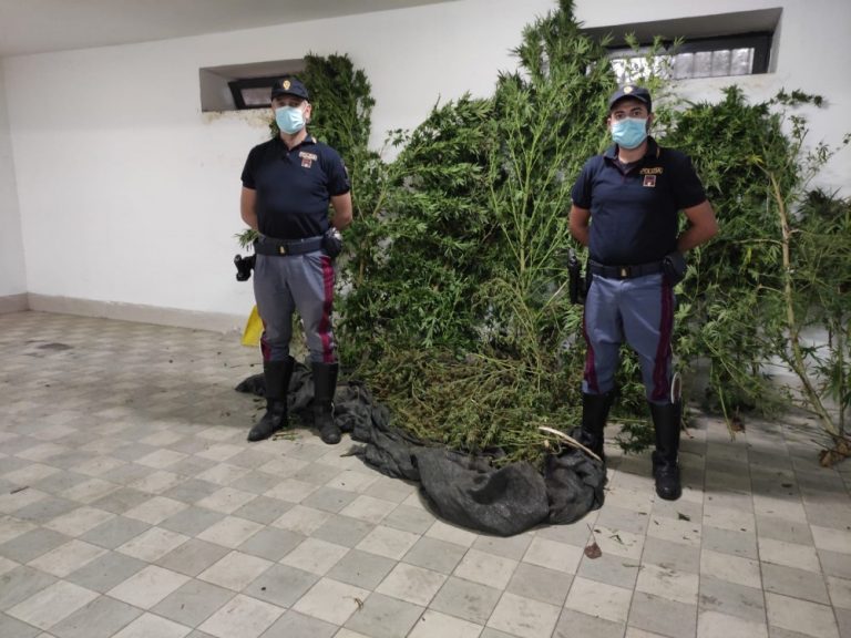 Fermati da guasto, agenti scoprono piantagione a ridosso dell’autostrada: acerrano in manette