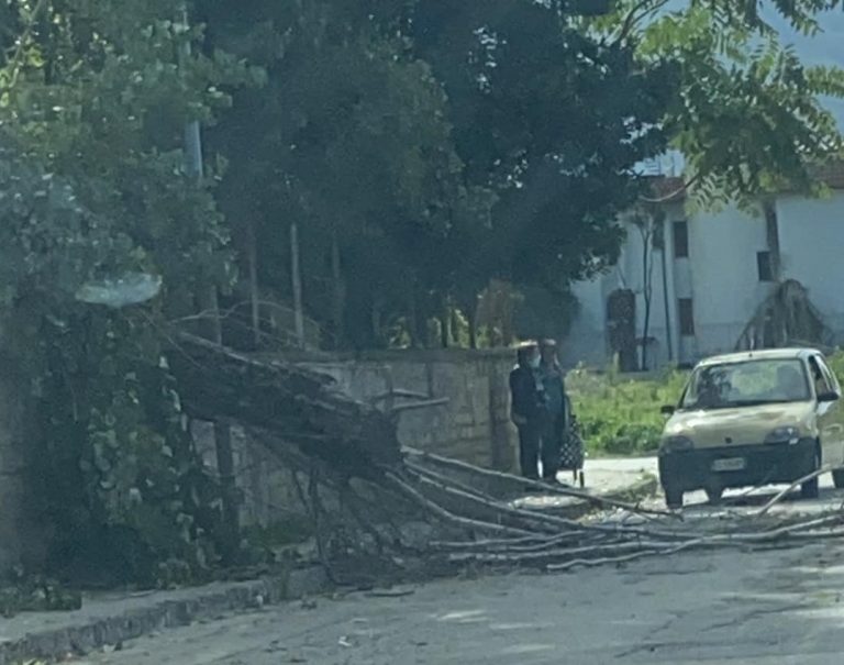 Albero abbattuto dal vento finisce in strada, auto rischia grosso