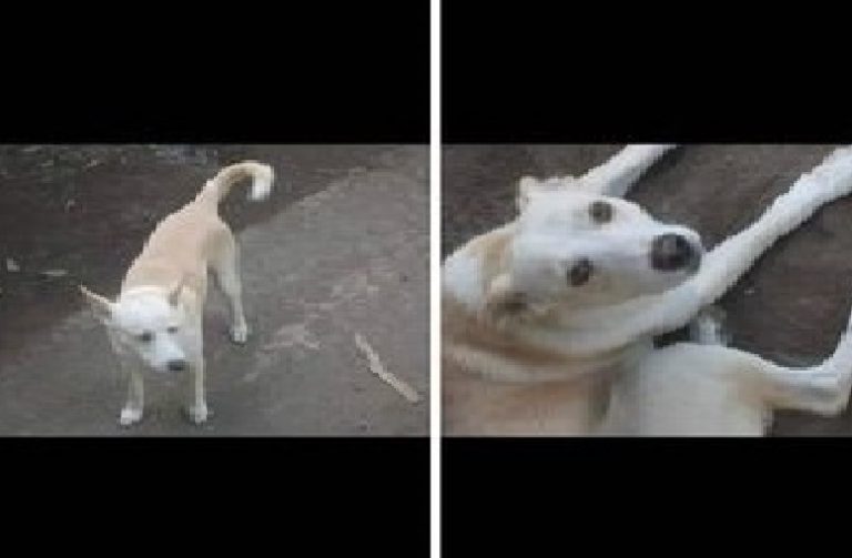 Cane legato, torturato e ucciso a Poggiomarino: “Criminali senz’anima”