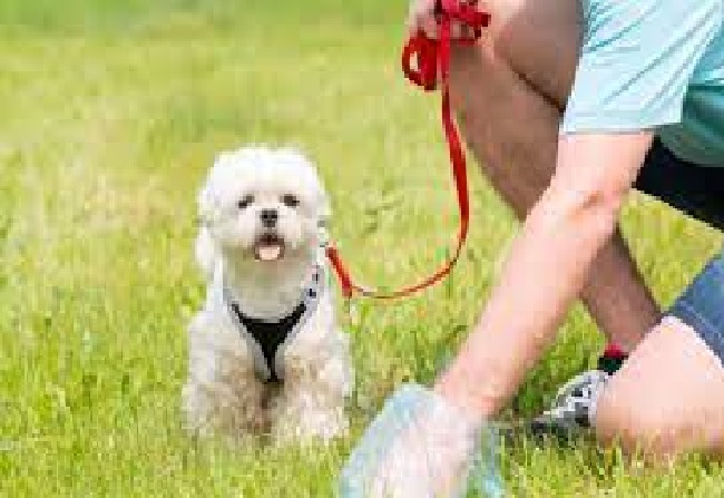 Sant’Anastasia, multe da 500 euro per la cacca di Fido: Comune regala kit per pulire
