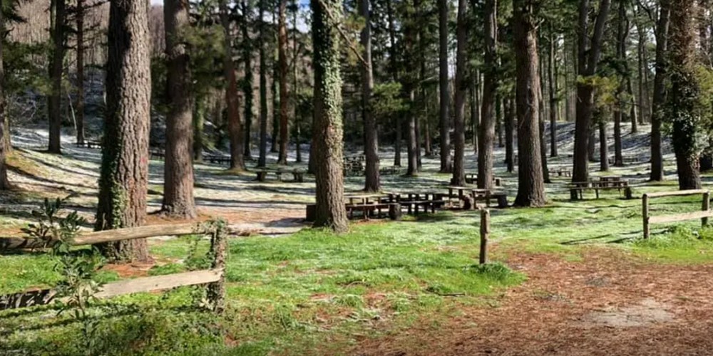Sequestro nell’area boschiva, Comune di Palma contro Forestale: “Nessun abuso”