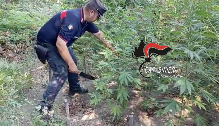 Somma, scoperta piantagione di cannabis nel Parco del Vesuvio
