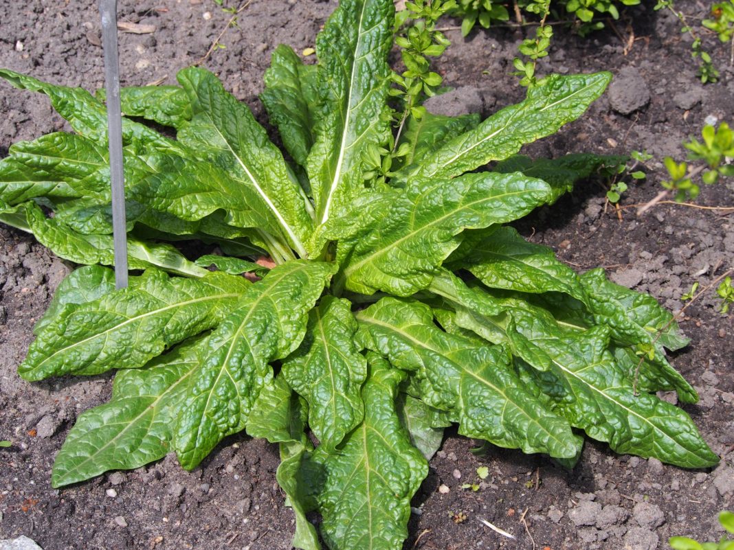 Mangiano verdura avvelenata, 10 all’ospedale con le allucinazioni: cibi vietati d’urgenza