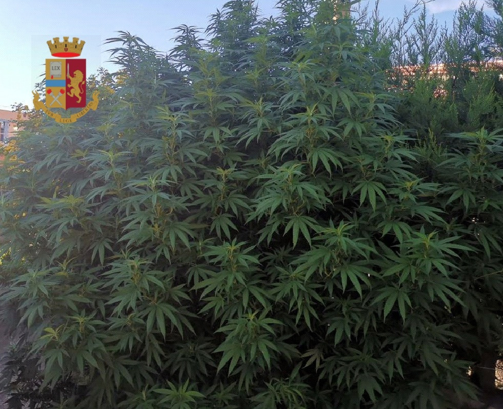 Pomigliano, polizia entra nel giardino di casa e trova pianta e barattoli di marijuaan