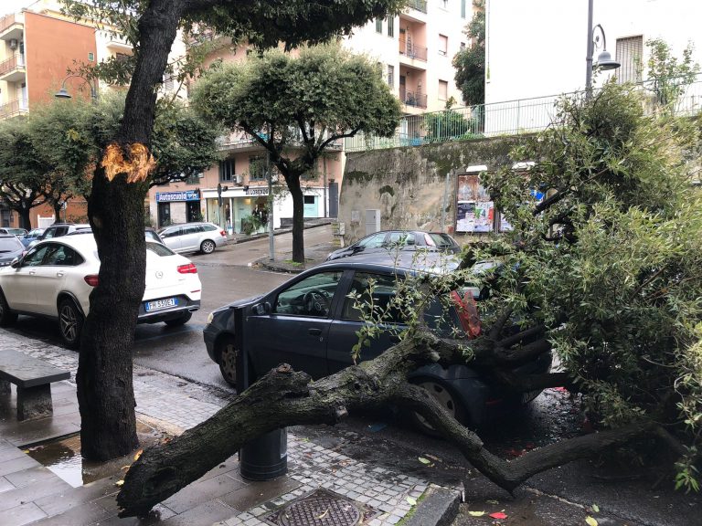 Maltempo piega Somma e Pomigliano: alberi crollano sulle auto