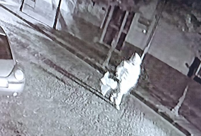 l'uomo immortalato mentre compie lo sfregi