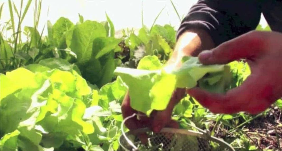 Inverno caldo, nel Vesuviano fioritura anticipata di 40 giorni: “Sono già pronte le insalate di febbraio”