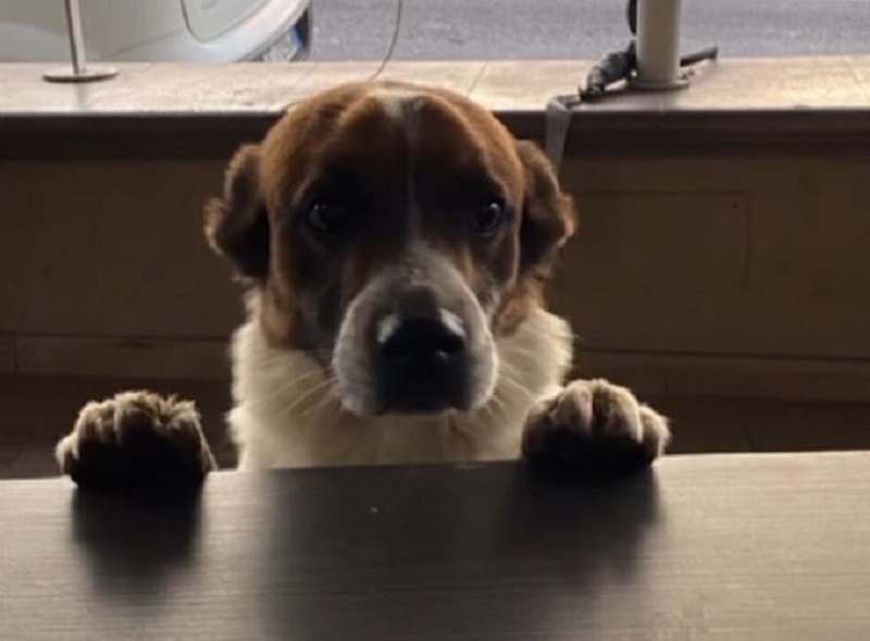 Somma Vesuviana, una piccola comunità di Via I Traversa Seggiari piange la morte del cagnolino Emanyl