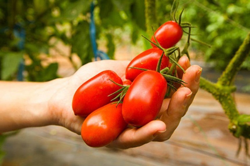Marigliano: una due giorni per Storie di Cibo e Territorio