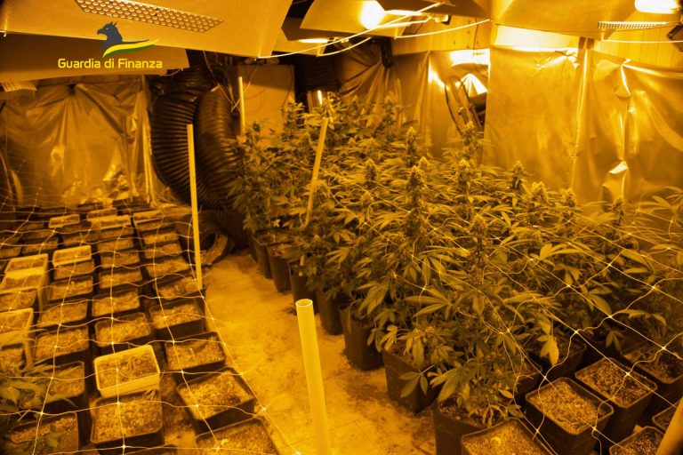 Laboratorio hi-tech di marijuana nel Vesuviano: sequestro da 620mila euro