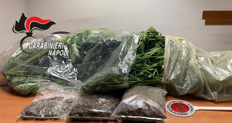 Somma, carabinieri scoprono piante di marijuana in casa: un arresto
