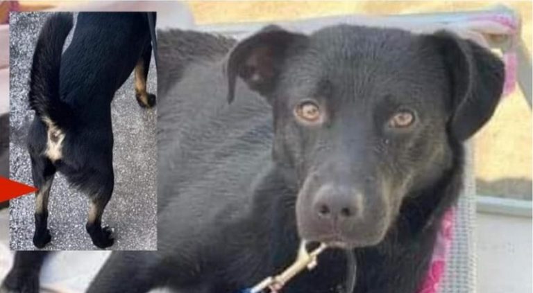 San Vitaliano, smarrito Batman. L’appello disperato della sua padrona
