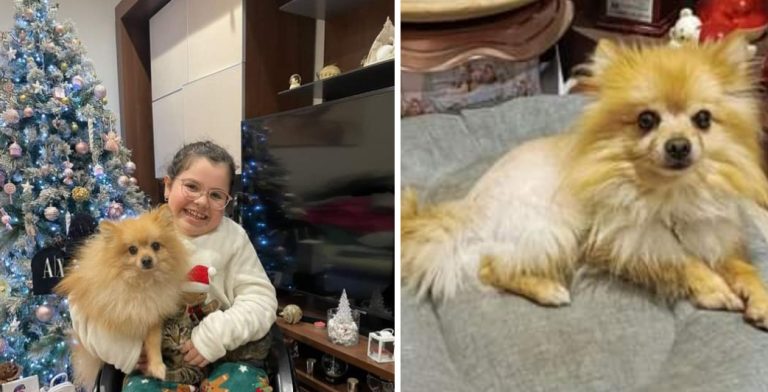 Ladri rubano cane di bimba in carrozzina, il padre ai ladri: “Tenete tutto ma restituitele il suo amico”