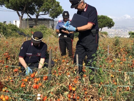 Pomodorini del piennolo contraffatti, sequestro a Sant’Anastasia