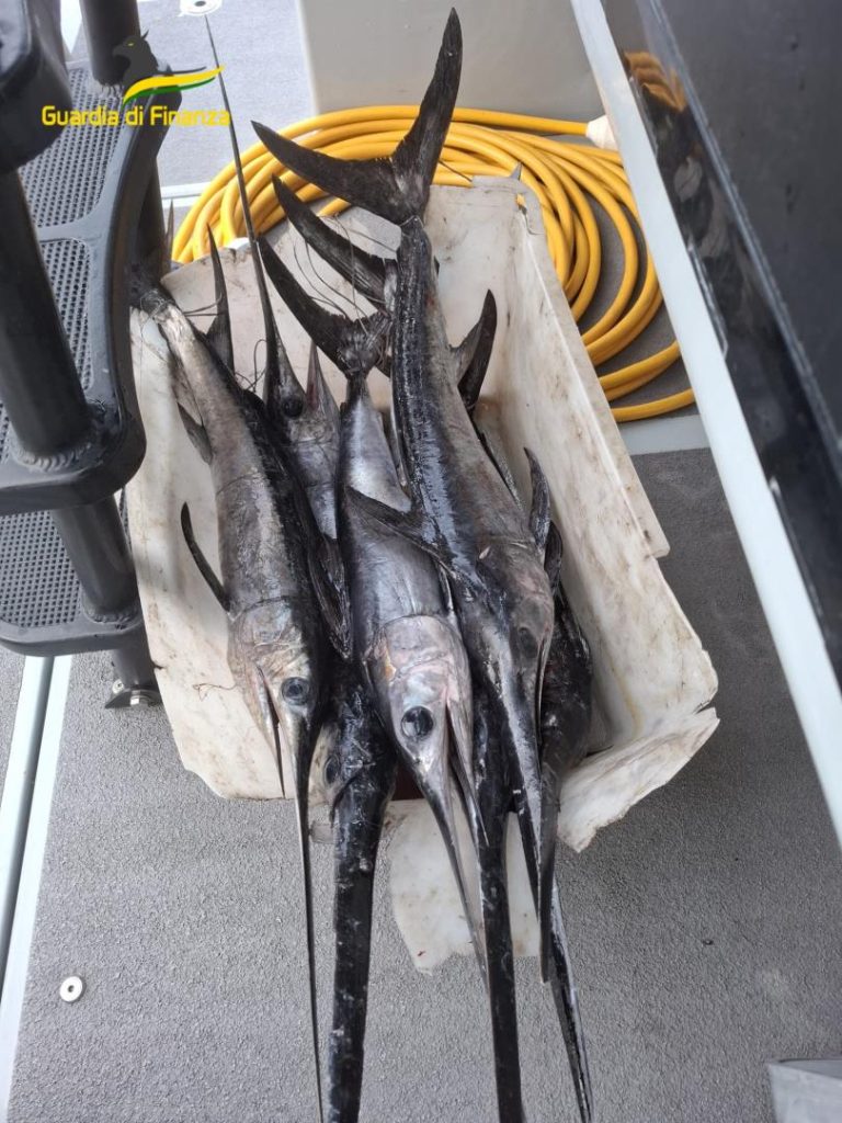 Sequestro di pesce spada nel Vesuviano: non era a norma