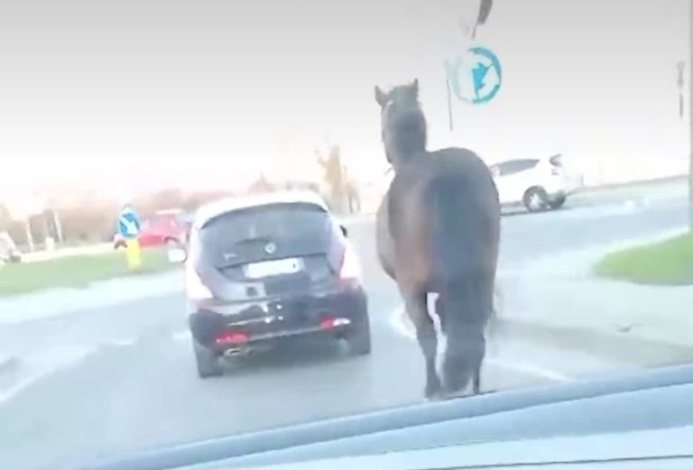 Pomigliano, cavallo trainato da un’auto passeggia in mezzo al traffico
