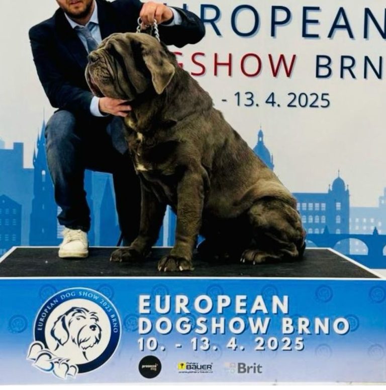 Bruno, leggenda a quattro zampe: è lui il Campione Europeo 2025