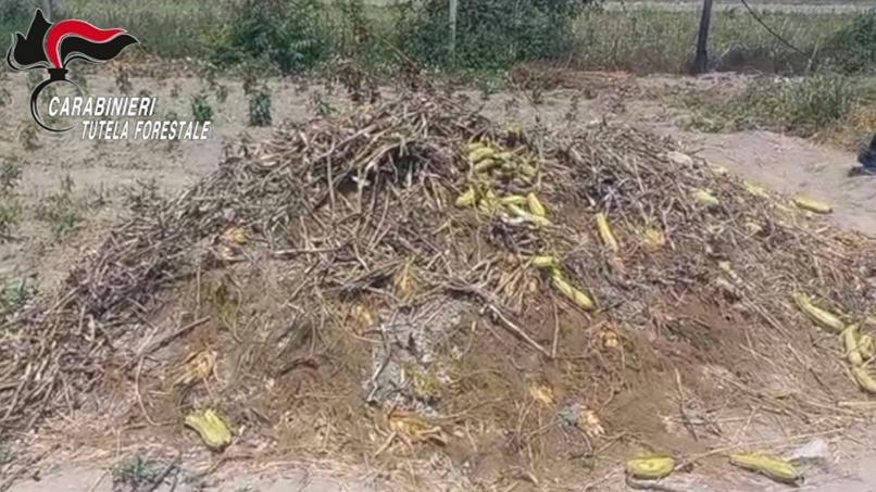 Seppellisce nel suo terreno un cavallo morto pochi giorni prima