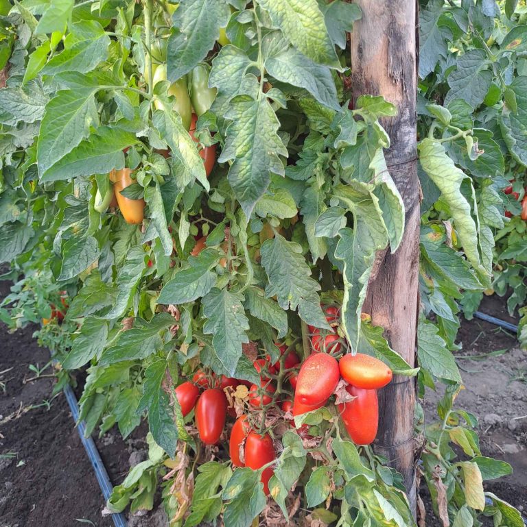 Formazione permanente della Solania per chef e pizzaioli  nella San Marzano Academy