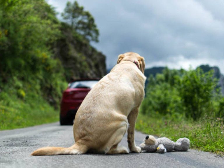 Animali abbandonati d’estate, una piaga della nostra società