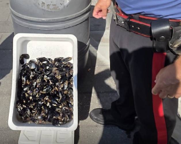 Boscoreale, carabinieri sequestrano un quintale di cozze venduto in strada: ambulanti nel mirino