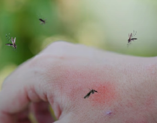 West Nile: picco di contagi tra Nola, Pomigliano e Marigliano