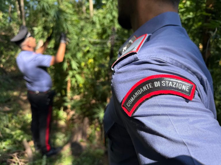 Carabinieri scoprono coltivazione di marijuana ad Acerra: sequestrate 180 piante