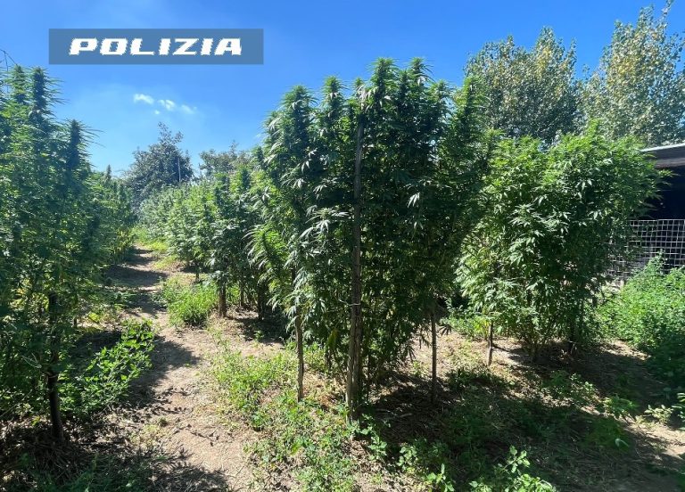 Acerra, polizia arresta due coltivatori di marijuana: la piantagione su un terreno agricolo