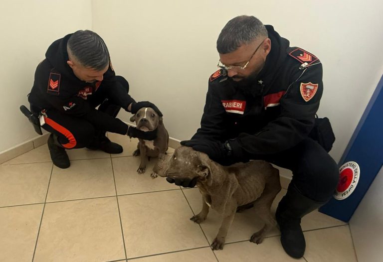 Giallo a Nola: furgone porta via cani di razza, sospetti su 2