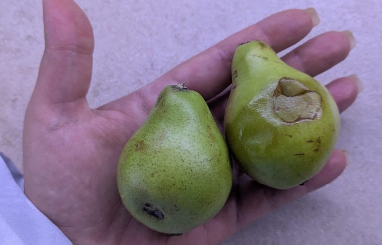 Frutta bacata e cibo in ritardo, segnalazioni in una scuola di Nola