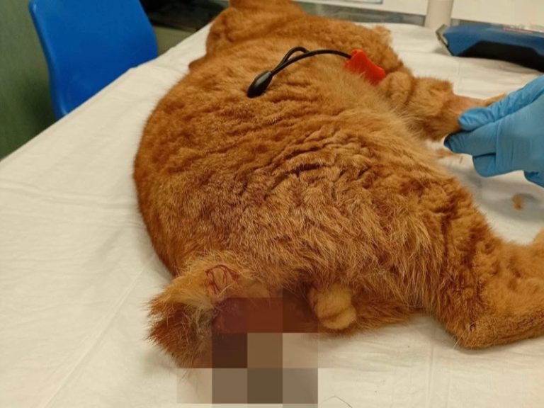 Volla, gattino dilaniato dai petardi: perde zampa e coda