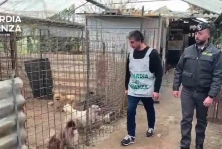 Serra trasformata in canile lager: sequestrati 43 animali rinchiusi in gabbie