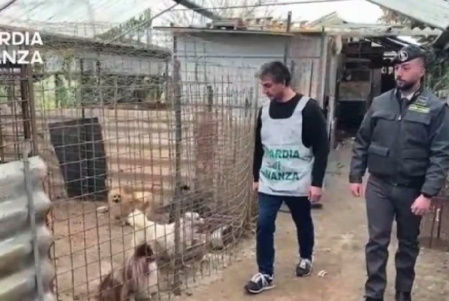Serra trasformata in canile lager: sequestrati 43 animali rinchiusi in gabbie