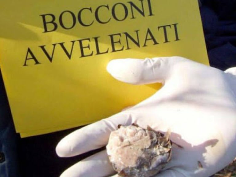 Cani salvati dalla strada uccisi da cibo killer