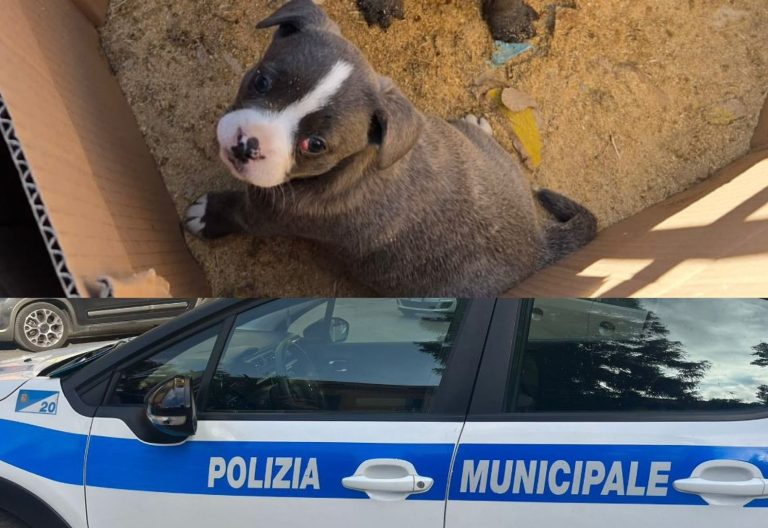 Afragola, la polizia locale denuncia un cittadino per abbandono di animali, truffa e procurato allarme