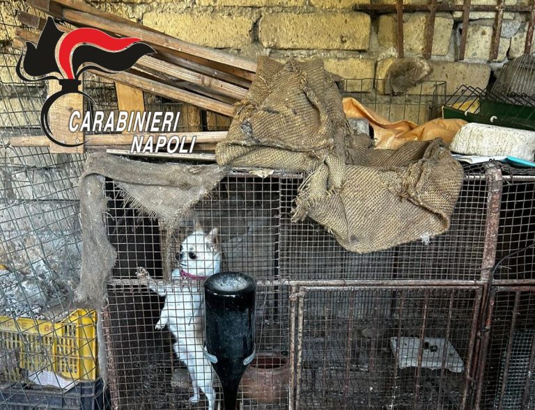 Scisciano, allevamento abusivo di cani : denunciato 80enne