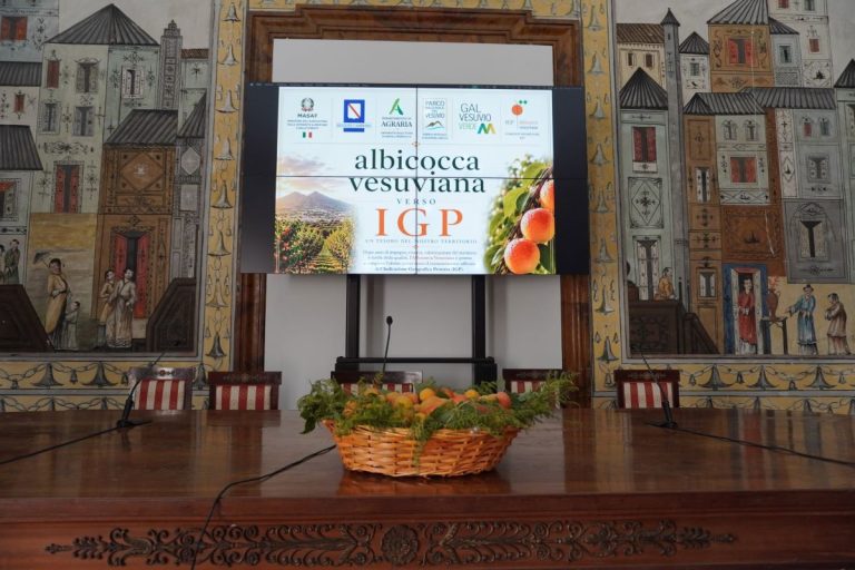 Qualche nota storica sull’albicocca “pellecchiella”, prezioso tesoro dell’agricoltura vesuviana
