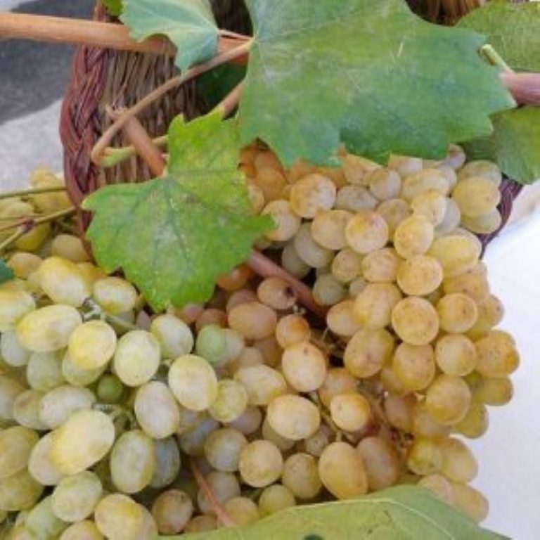 Catalanesca, dagli esordi del vino del Monte Somma agli sviluppi futuri