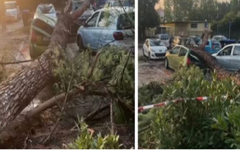 Maltempo ad Acerra, albero viene giù: 5 auto distrutte nel rione